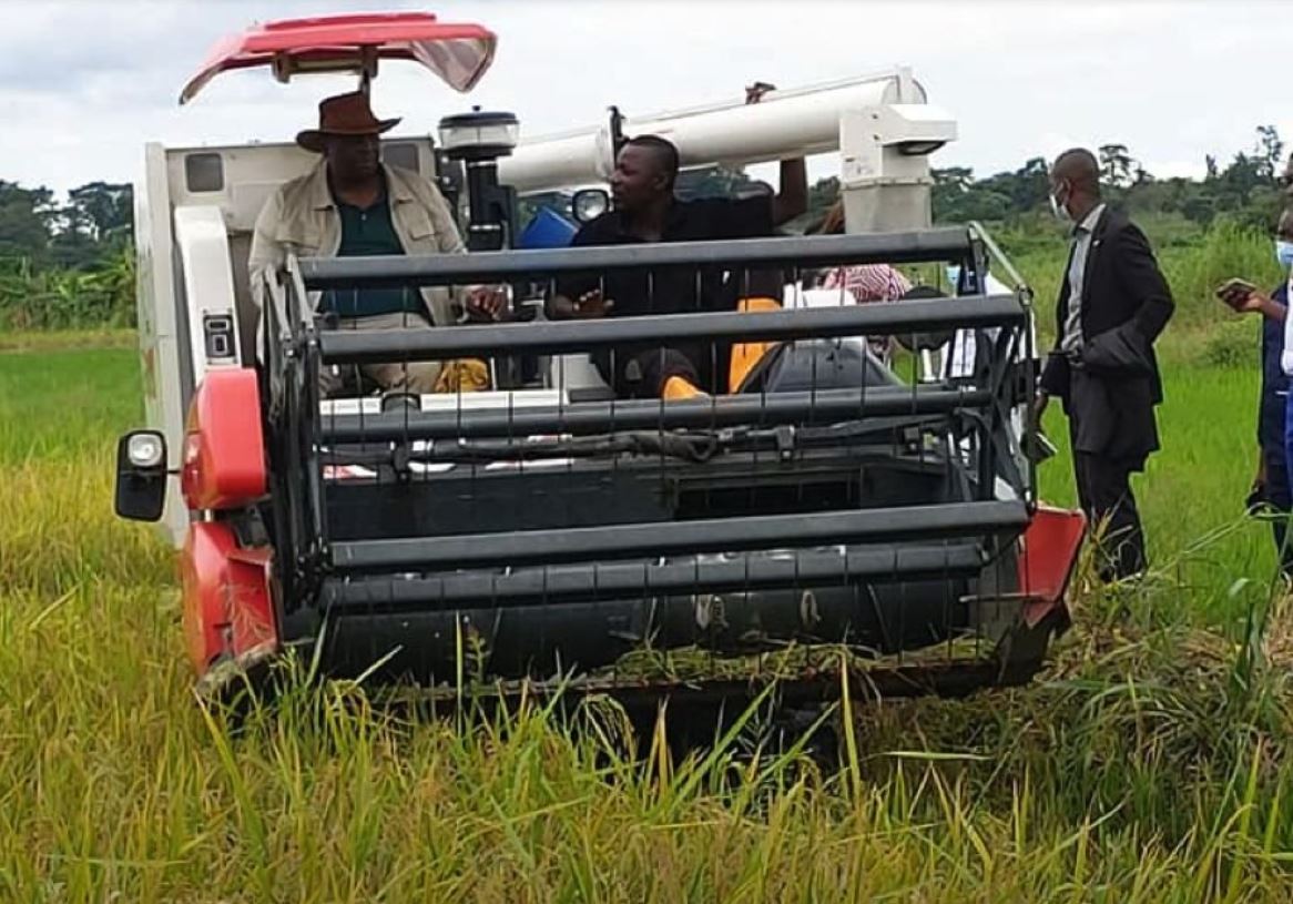 Production semencière : Le Congo veut s’inspirer du modèle Ivoirien.