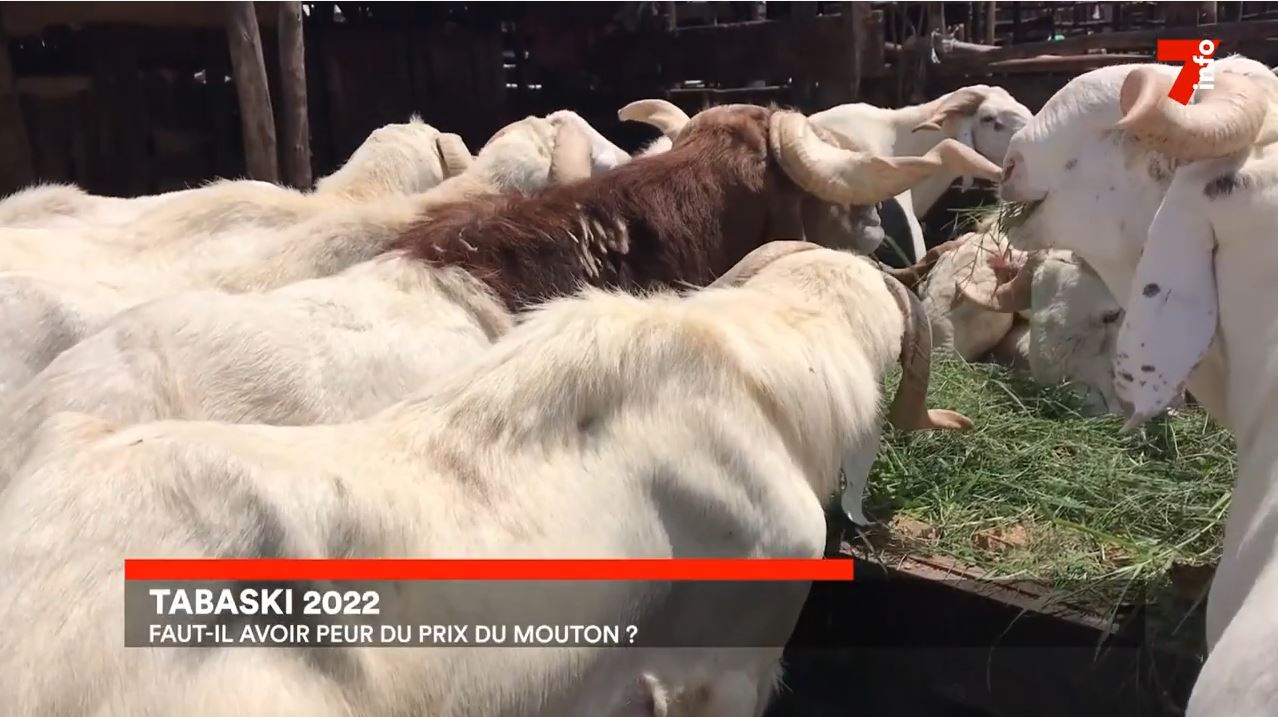 70.000 têtes de moutons déjà disponibles pour la Tabaski_2