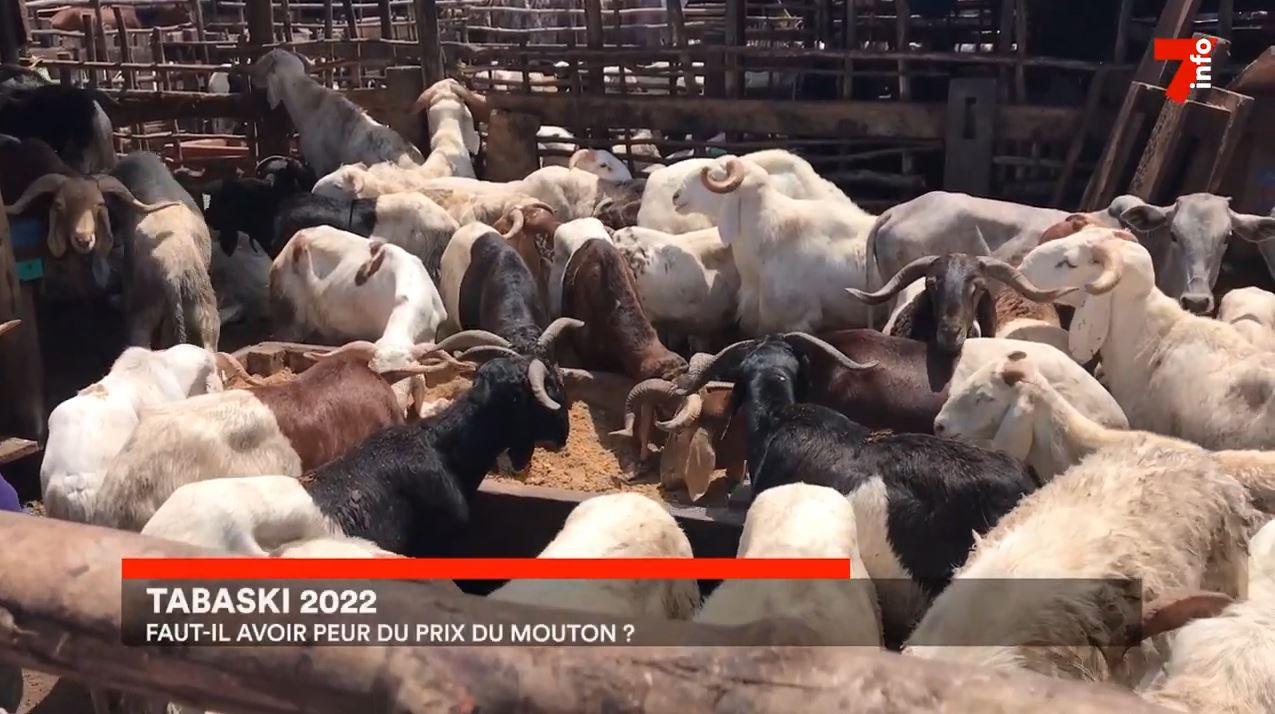 70.000 têtes de moutons déjà disponibles pour la Tabaski_4