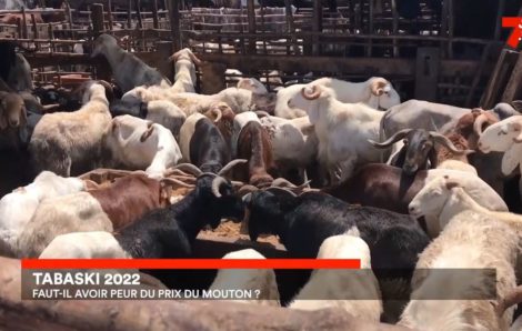 Plus de 70.000 têtes de moutons déjà disponibles pour la Tabaski (Ministre).