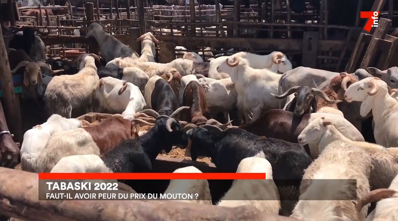 Plus de 70.000 têtes de moutons déjà disponibles pour la Tabaski (Ministre).