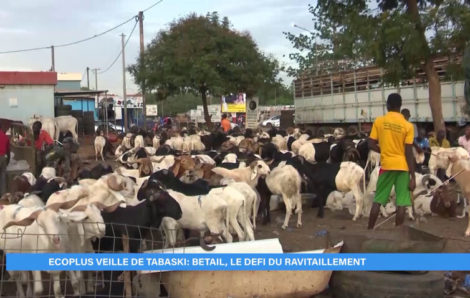 Fête de la Tabaski : le ravitaillement en bétail, un défi permanent pour la Côte d’Ivoire (Eco plus).