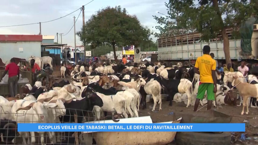 Fête de la Tabaski : le ravitaillement en bétail, un défi permanent pour la Côte d’Ivoire (Eco plus).