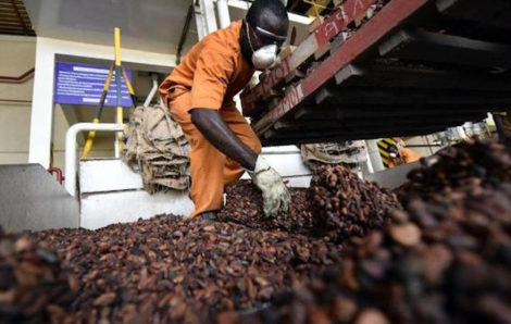 Les broyages de cacao en hausse de 14% en Côte d’Ivoire.