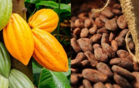 Boycott de la rencontre de Bruxelles sur le cacao par la RCI et le Ghana : Un coup de sang salutaire ?.