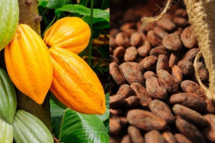 Boycott de la rencontre de Bruxelles sur le cacao par la RCI et le Ghana : Un coup de sang salutaire ?.