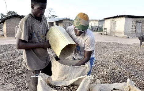 Côte d’Ivoire : Plus de 16 000 milliards de FCFA de revenus financiers distribués aux planteurs depuis 2012.