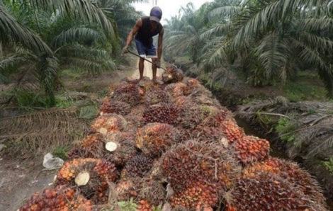 La Côte d’Ivoire, 2ème plus grand producteur de palmier à huile.