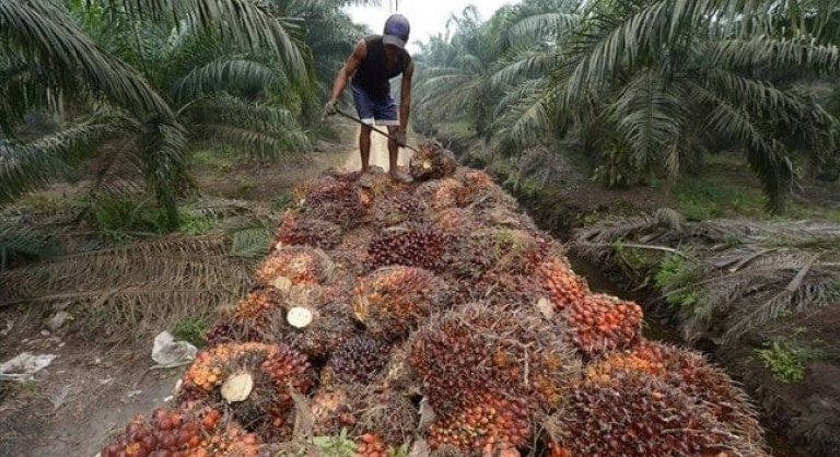 La Côte d’Ivoire, 2ème plus grand producteur de palmier à huile.