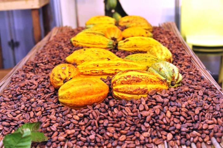 106ème session du Conseil international du Cacao : « plusieurs acquis majeurs » enregistrés.