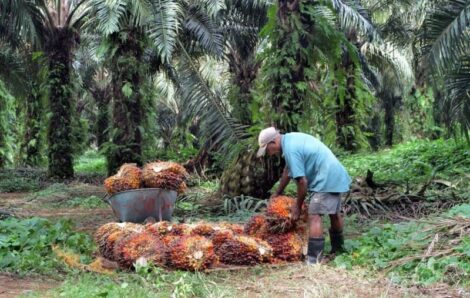 Défis de la sécurité alimentaire : Bonoua accueille la 4e édition de la ‘‘Journée du planteur Palmci’’.