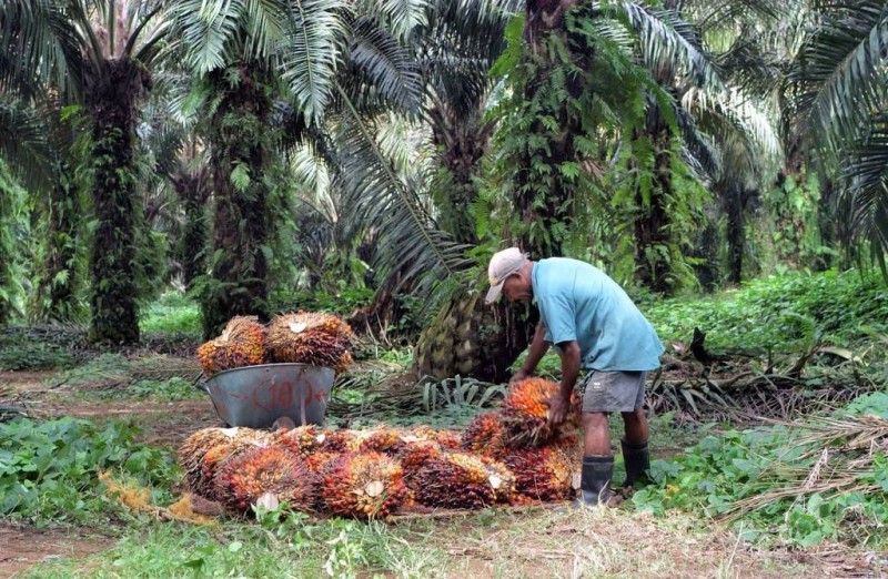 Défis de la sécurité alimentaire : Bonoua accueille la 4e édition de la ‘‘Journée du planteur Palmci’’.