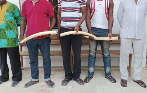 Côte d’Ivoire : 5 présumés trafiquants interpellés à Anyama et à Abobo avec 3 ivoires d’éléphants.