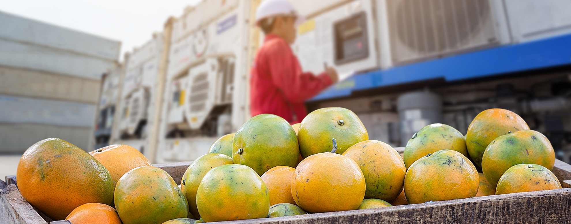 Orange Fruit and food distribution, tropical fruit of Thailand .Truck loaded with containers reefer control by ventilator mode to be shipped to the market.