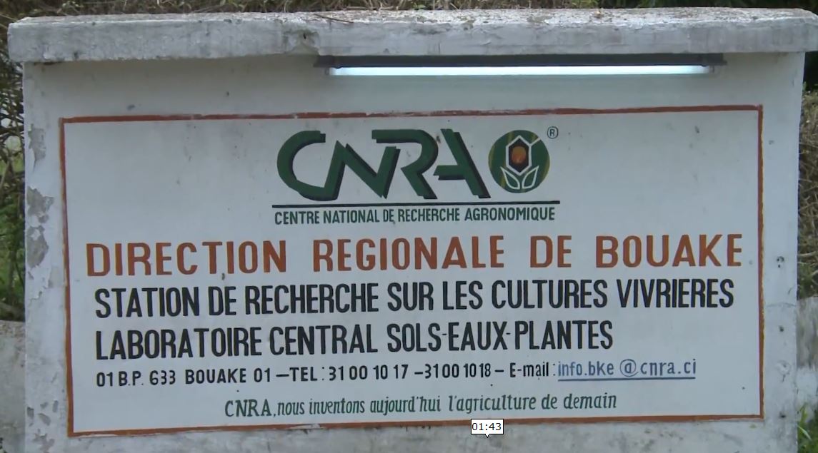 Manioc_Miracle_CNRA_CIV_2022_10