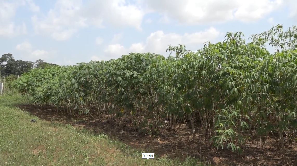 Manioc_Miracle_CNRA_CIV_2022_11