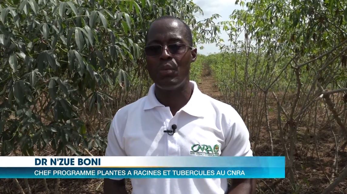 Manioc_Miracle_CNRA_CIV_2022_12