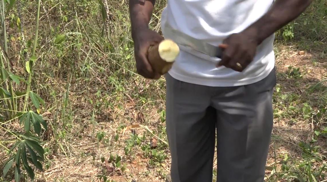Manioc_Miracle_CNRA_CIV_2022_14
