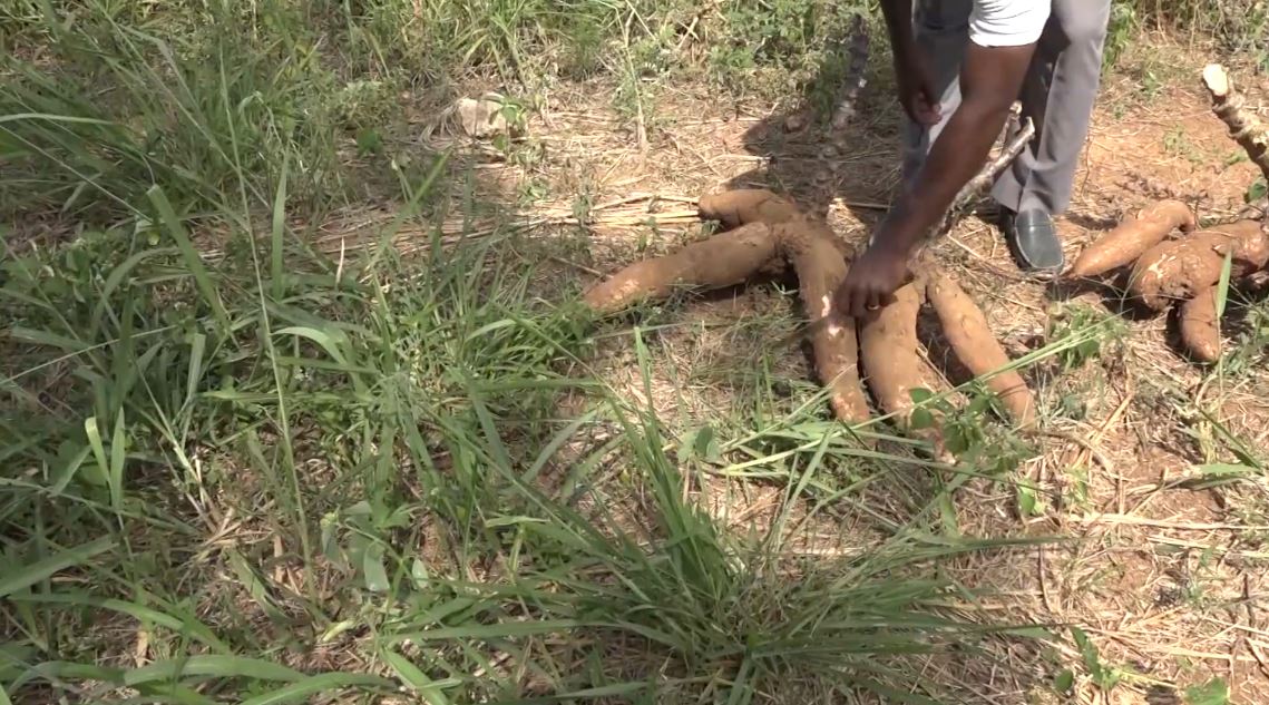 Manioc_Miracle_CNRA_CIV_2022_15