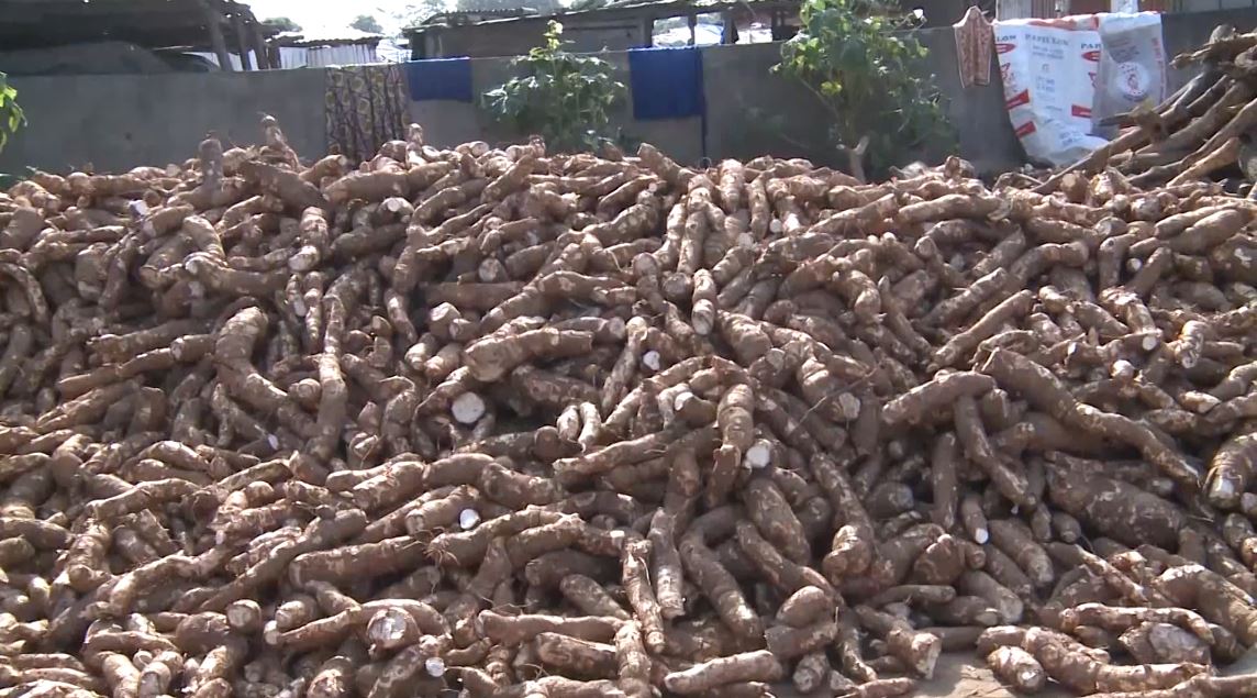 Manioc_Miracle_CNRA_CIV_2022_16