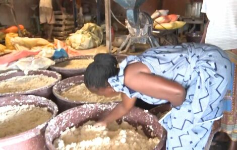 Côte d’Ivoire : Du manioc à haut rendement et riche en vitamine pour le grand ouest ivoirien (Feature).