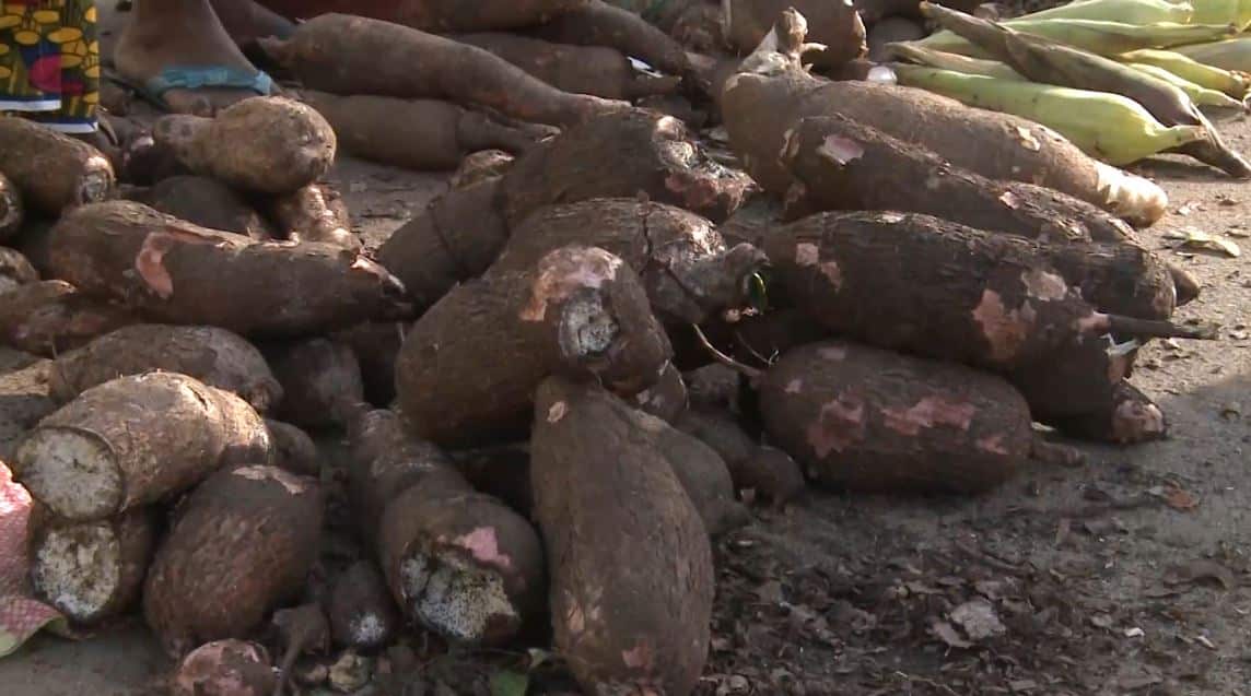 Manioc_Miracle_CNRA_CIV_2022_2