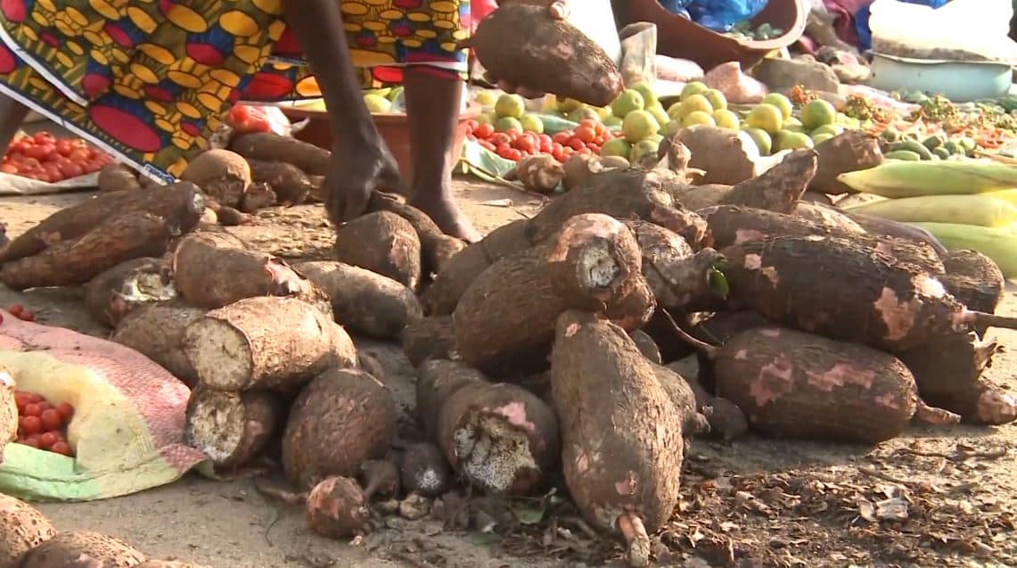 Manioc_Miracle_CNRA_CIV_2022_7