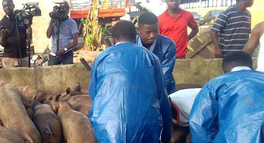 Côte d’Ivoire-AIP/ Des sites d’abattages clandestins démantelés à Abidjan.