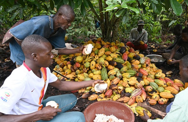 DOUNIAMAG-ICOAST-ECONOMY-AGRICULTURE-COCOA