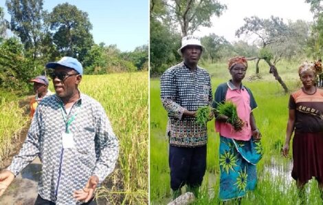 Côte d’Ivoire-AIP/ Une variété locale de riz pour renforcer la sécurité alimentaire à Kong.