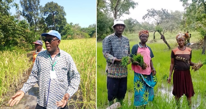 Côte d’Ivoire-AIP/ Une variété locale de riz pour renforcer la sécurité alimentaire à Kong.