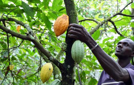 Agriculture : 934,95 milliards de FCFA distribués aux producteurs de cacao à fin septembre 2022.
