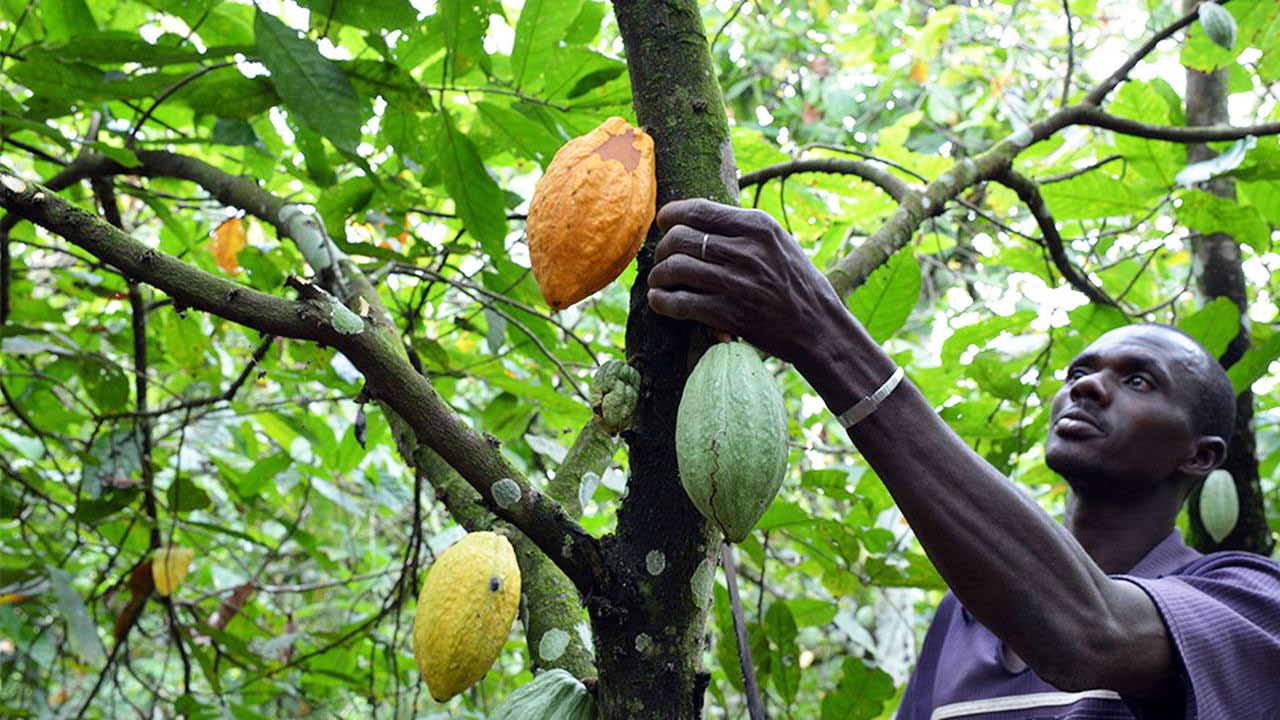 Agriculture : 934,95 milliards de FCFA distribués aux producteurs de cacao à fin septembre 2022.