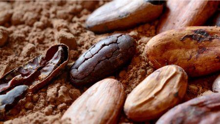 Cacao : la Côte d’Ivoire a affiché la meilleure croissance mondiale des broyages sur les trois premiers mois de 2022/2023 (Icco).