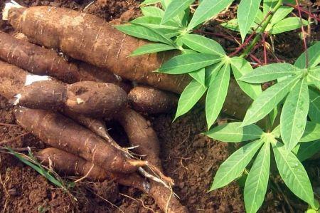 Manioc Côte d’Ivoire : la filière manioc bénéficiera d’une initiative pour l’accès aux boutures destinées à la production d’attiéké.