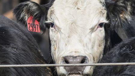 Viande et produits carnés Côte d’Ivoire : l’exécutif lance un programme quinquennal de 16 millions $ pour stimuler la production bovine.