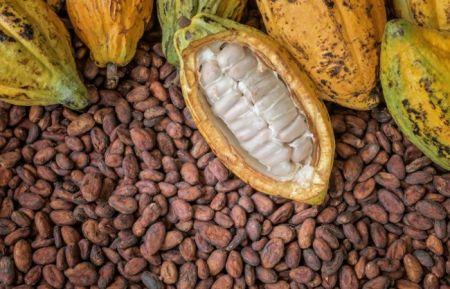 Cacao – Côte d’Ivoire : le CCC autorisera les exportateurs à acheter du cacao durant la petite traite débutant en avril.