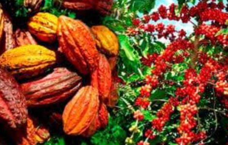 Côte d’Ivoire – Filière café-cacao : Le revenu des paysans consolidé et leurs conditions de travail améliorées.