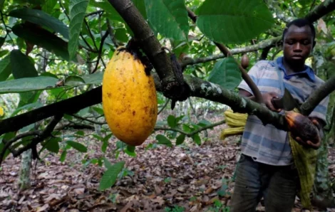 La Côte d’Ivoire devance les directives de la nouvelle loi de l’UE sur les importations de cacao.