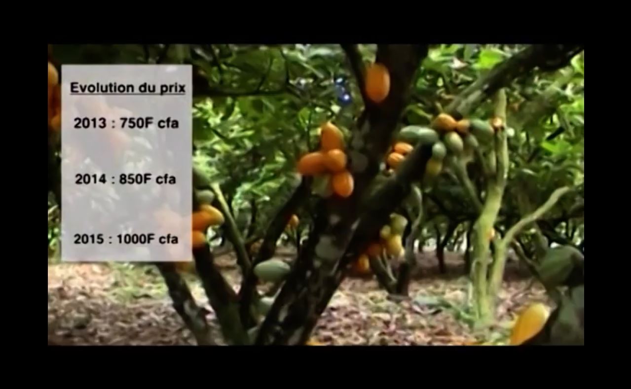 Planteurs_cafe_cacao_brulent_recolte_sous_gbagbo_2009_31