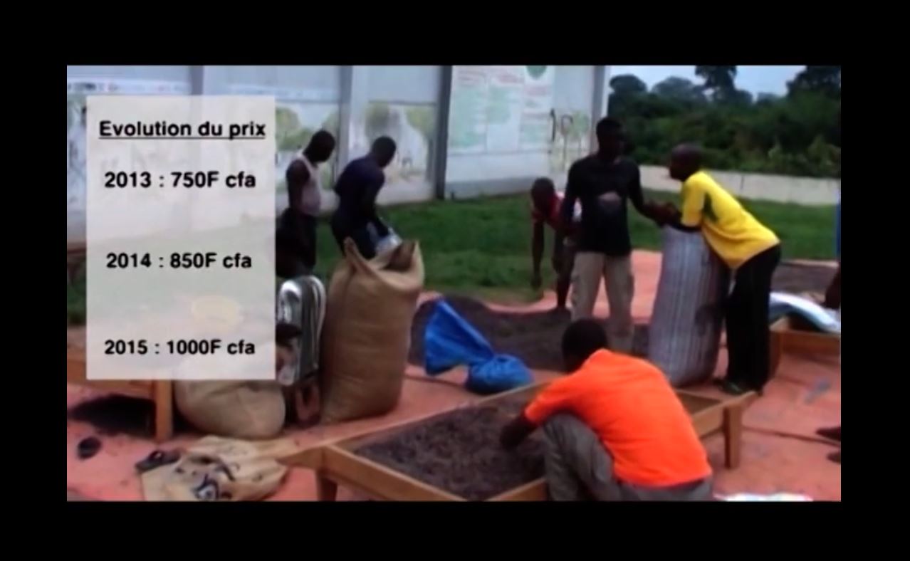 Planteurs_cafe_cacao_brulent_recolte_sous_gbagbo_2009_33
