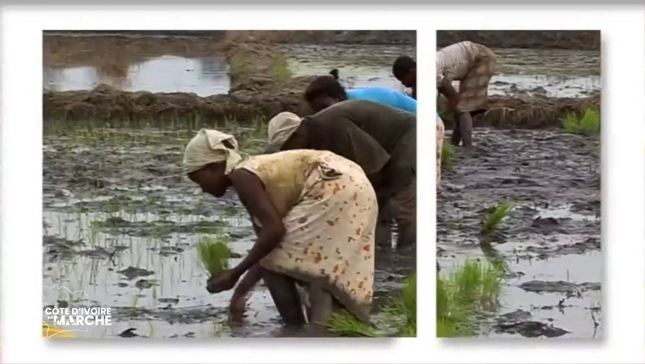 Purga_1_Purga_2_2023_1