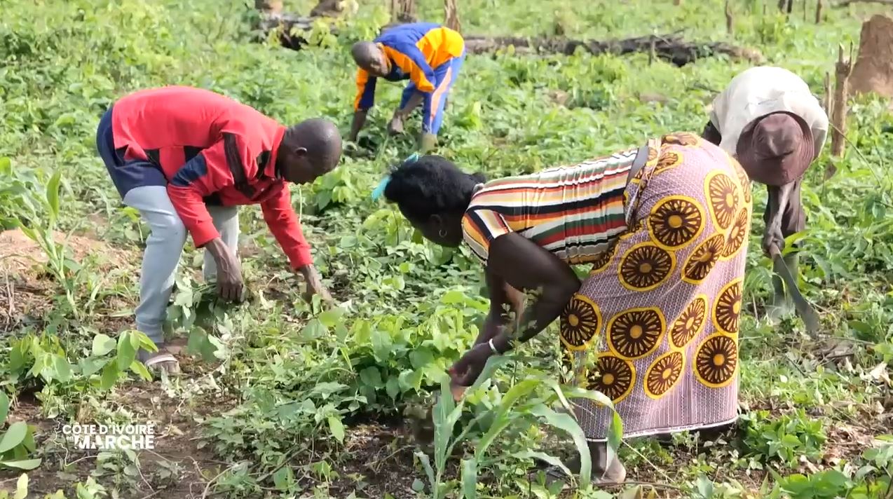 Purga_1_Purga_2_2023_12