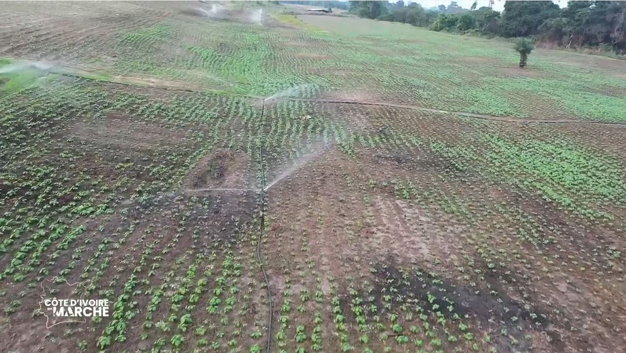 Côte d’Ivoire-AIP/Les acteurs du développement rural font un bilan à mi-parcours du PURGA1 à Korhogo.