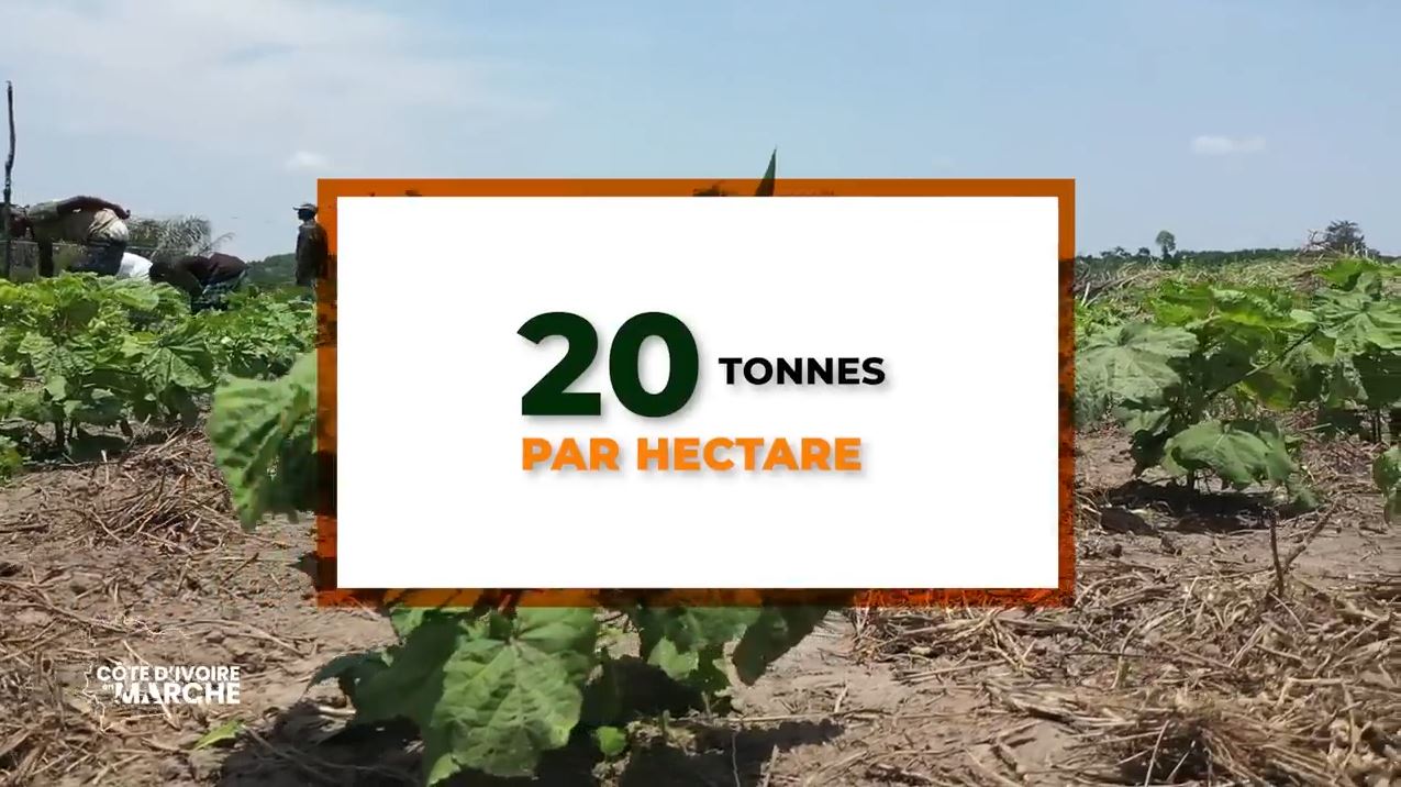 Purga_1_Purga_2_2023_31