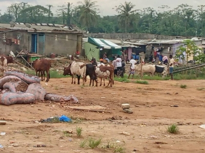 téléchargement (1)