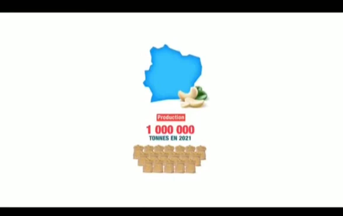 Agro_Anacarde_Korhogo_24092023_11