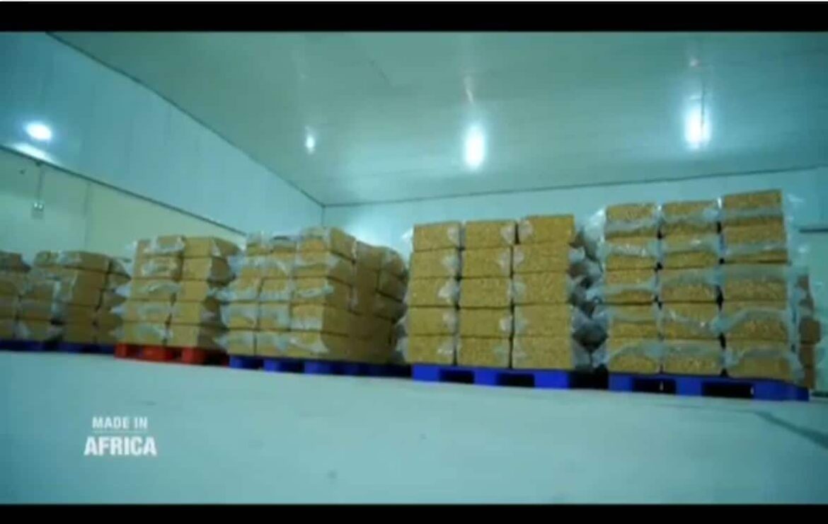 La Côte d’Ivoire devient 2ème exportateur mondial d’amande de cajou.