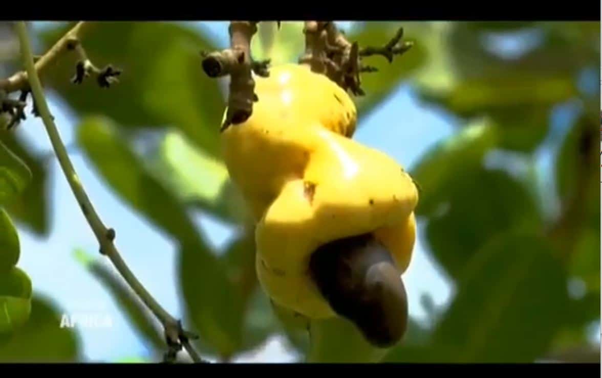 Agro_Anacarde_Korhogo_24092023_8