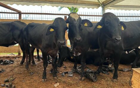 6ème édition du SARA : des éleveurs reçoivent 47 vaches Gyrolando en provenance du Brésil.